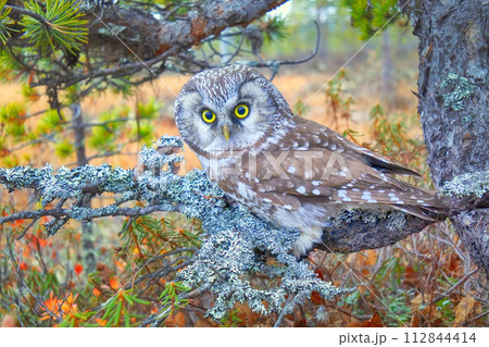Tengmalm's owl near nest 112844414
