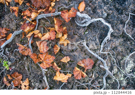 Plants Death, deforestation. Plants Death, deforestation. 112844416