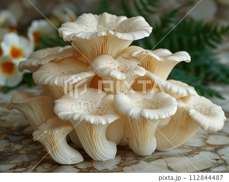 Mushroom Oyster is a type of edible mushroom that belongs to the Pleurotus genus. Mushroom Oyster is a type of edible mushroom that belongs to the Pleurotus genus. 112844487