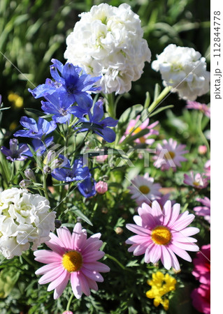 春のカラフルな花の寄せ植え 春のカラフルな花の寄せ植え 112844778