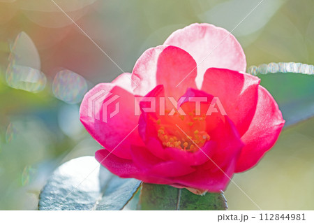 家の周りの草花 四季の色々 寒風に耐えて美しい花が咲きました 家の周りの草花 四季の色々 寒風に耐えて美しい花が咲きました 112844981