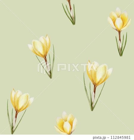 Watercolor seamless pattern with yellow blooming crocus flowers isolated on background. Spring and easter botanical hand painted saffron illustration. For designers, wedding, decoration, postcards Watercolor seamless pattern with yellow blooming crocus flowers isolated on background. Spring and easter botanical hand painted saffron illustration. For designers, wedding, decoration, postcards 112845981