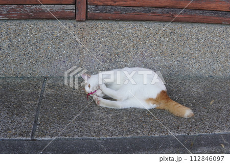 夢中で遊ぶネコの可愛い表情と身体の動き 112846097