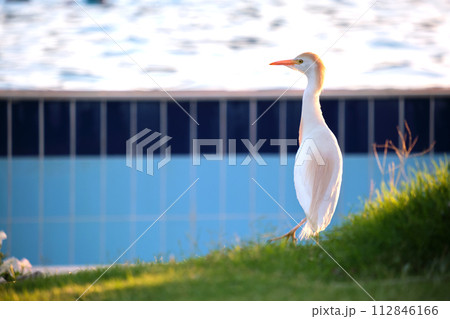 White cattle egret wild bird, also known as Bubulcus ibis walking on green lawn in summer 112846166