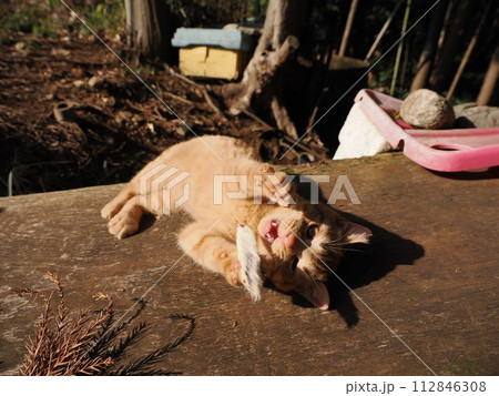 陽だまりで気持ちよさそうに寝る可愛い子猫 陽だまりで気持ちよさそうに寝る可愛い子猫 112846308