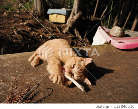 陽だまりで気持ちよさそうに寝る可愛い子猫 112846310