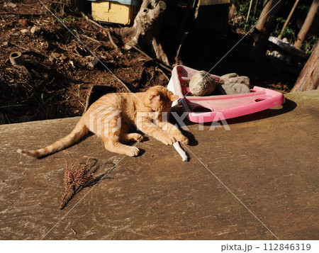 陽だまりで気持ちよさそうに寝る可愛い子猫 112846319