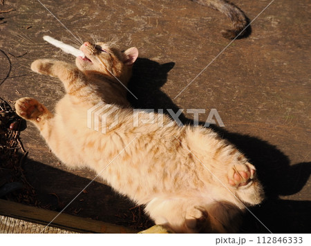陽だまりで気持ちよさそうに寝る可愛い子猫 112846333