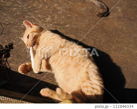 陽だまりで気持ちよさそうに寝る可愛い子猫 陽だまりで気持ちよさそうに寝る可愛い子猫 112846334