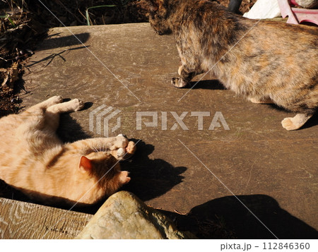 陽だまりで気持ちよさそうに寝る可愛い子猫 112846360