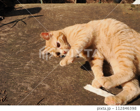 陽だまりで気持ちよさそうに寝る可愛い子猫 陽だまりで気持ちよさそうに寝る可愛い子猫 112846398