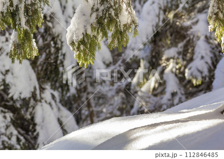 Close-up shot of pine tree branche with green needles covered with deep fresh clean snow on blurred blue outdoors copy space background. Merry Christmas and Happy New Year greeting postcard. Close-up shot of pine tree branche with green needles covered with deep fresh clean snow on blurred blue outdoors copy space background. Merry Christmas and Happy New Year greeting postcard. 112846485
