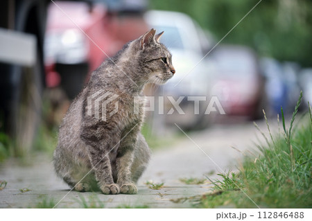 Big gray stray cat resting on steet outdoors in summer 112846488