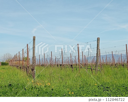 vineyard with green meadows in northern Italy vineyard with green meadows in northern Italy 112846722