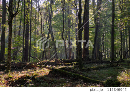 Misty sunrise morning in deciduous forest 112846945