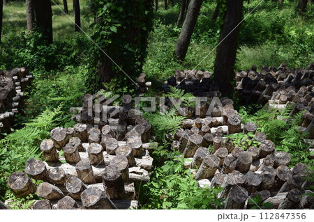 キノコの原木栽培 キノコの原木栽培 112847356