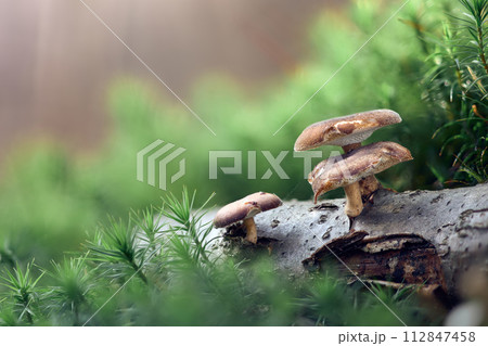 Small mushrooms that grow on moss and wood 112847458