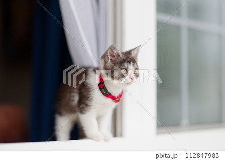 窓辺の子猫 112847983