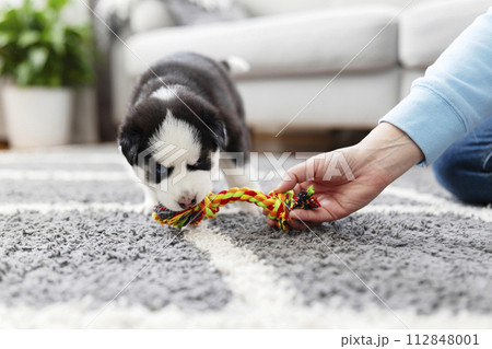 Husky puppy playing with colorful rope toy on grey carpet 112848001