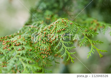 【ヒノキ花粉症イメージ】飛散直前のヒノキの雄花 【ヒノキ花粉症イメージ】飛散直前のヒノキの雄花 112848326
