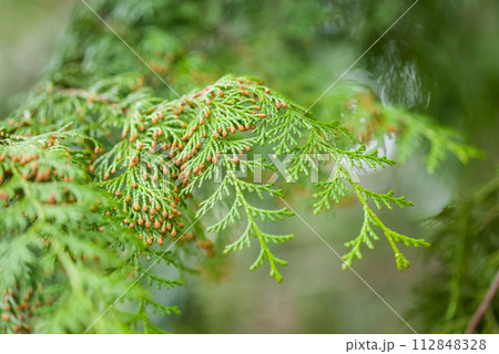 【ヒノキ花粉症イメージ】飛散直前のヒノキの雄花 【ヒノキ花粉症イメージ】飛散直前のヒノキの雄花 112848328
