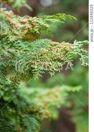 【ヒノキ花粉症イメージ】飛散直前のヒノキの雄花 【ヒノキ花粉症イメージ】飛散直前のヒノキの雄花 112848329