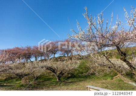 河津桜の咲く箕郷梅林の散策路　群馬県 112848347