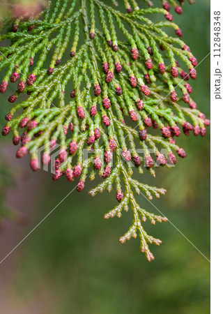 【ヒノキ花粉症イメージ】飛散直前のヒノキの雄花 112848348