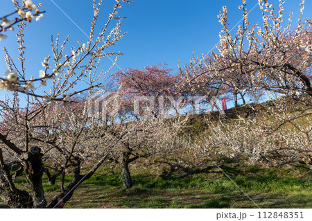 河津桜の咲く箕郷梅林の散策路　群馬県 112848351