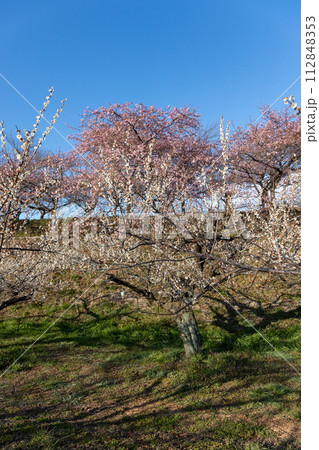 河津桜の咲く箕郷梅林の散策路　群馬県 112848353
