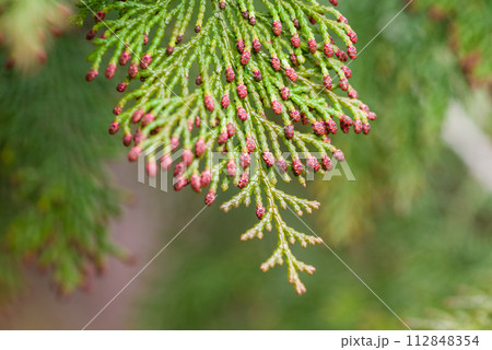 【ヒノキ花粉症イメージ】飛散直前のヒノキの雄花 112848354