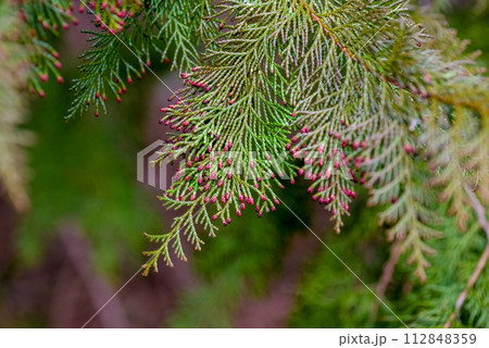 【ヒノキ花粉症イメージ】飛散直前のヒノキの雄花 112848359