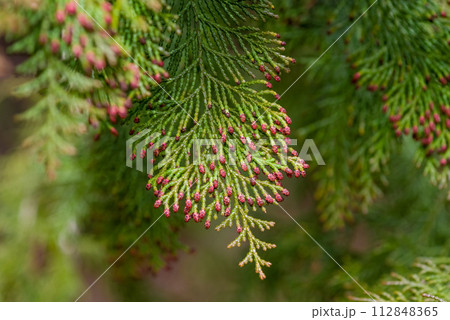 【ヒノキ花粉症イメージ】飛散直前のヒノキの雄花 【ヒノキ花粉症イメージ】飛散直前のヒノキの雄花 112848365