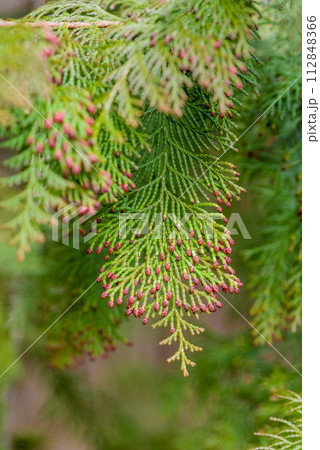 【ヒノキ花粉症イメージ】飛散直前のヒノキの雄花 112848366