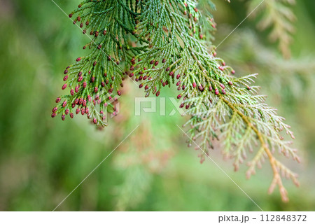 【ヒノキ花粉症イメージ】飛散直前のヒノキの雄花 【ヒノキ花粉症イメージ】飛散直前のヒノキの雄花 112848372
