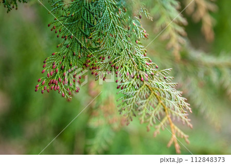 【ヒノキ花粉症イメージ】飛散直前のヒノキの雄花 112848373