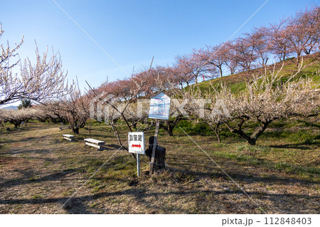 河津桜の咲く箕郷梅林の散策路　群馬県 112848403