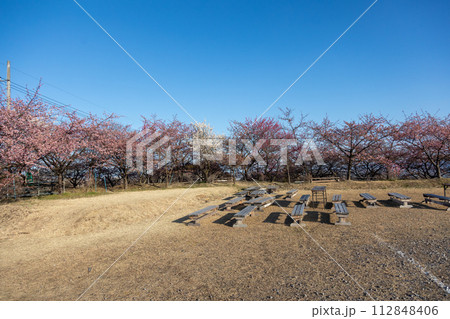 河津桜の咲く箕郷梅林の散策路　群馬県 112848406