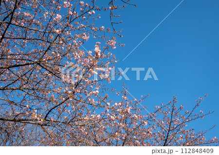 河津桜の咲く箕郷梅林の散策路　群馬県 112848409