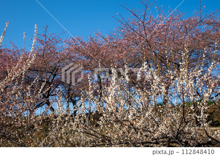 河津桜の咲く箕郷梅林の散策路　群馬県 112848410