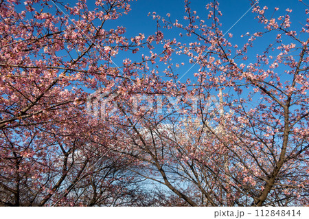 河津桜の咲く箕郷梅林の散策路　群馬県 112848414
