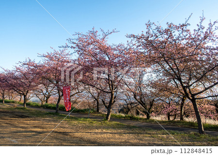 河津桜の咲く箕郷梅林の散策路　群馬県 112848415