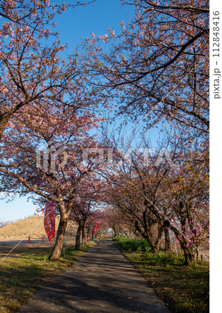 河津桜の咲く箕郷梅林の散策路　群馬県 112848416