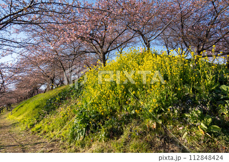 菜の花と河津桜の咲く箕郷梅林の散策路　群馬県 112848424