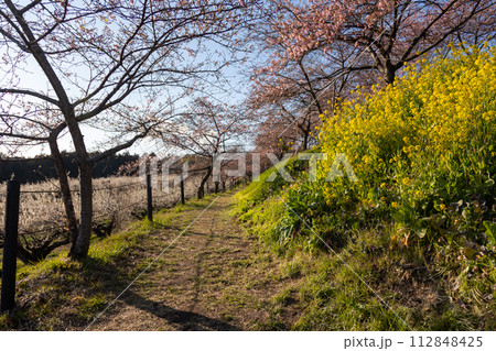 菜の花と河津桜の咲く箕郷梅林の散策路　群馬県 112848425