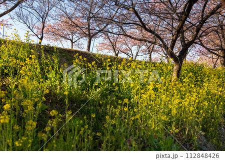 菜の花と河津桜の咲く箕郷梅林の散策路　群馬県 112848426