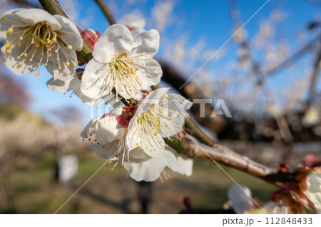 箕郷梅林の梅の花　群馬県 112848433