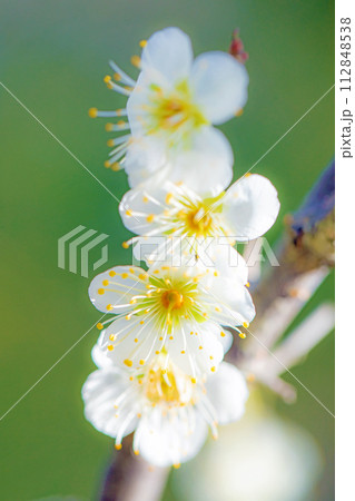 家の周りの草花 四季の色々 早春に美しい小さな花が咲きました 家の周りの草花 四季の色々 早春に美しい小さな花が咲きました 112848538
