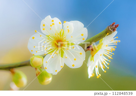 家の周りの草花 四季の色々 早春に美しい小さな花が咲きました 家の周りの草花 四季の色々 早春に美しい小さな花が咲きました 112848539