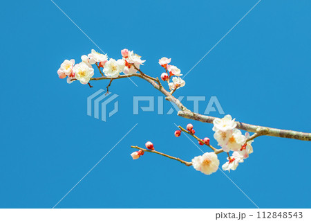 家の周りの草花 四季の色々 早春に美しい小さな花が咲きました 家の周りの草花 四季の色々 早春に美しい小さな花が咲きました 112848543